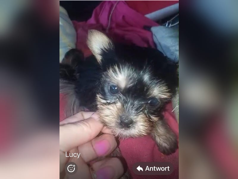 Biewer Yorkshire Terrier mit Papieren