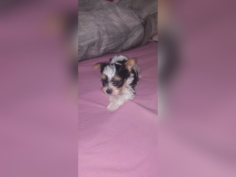 Biewer Yorkshire Terrier mit Papieren