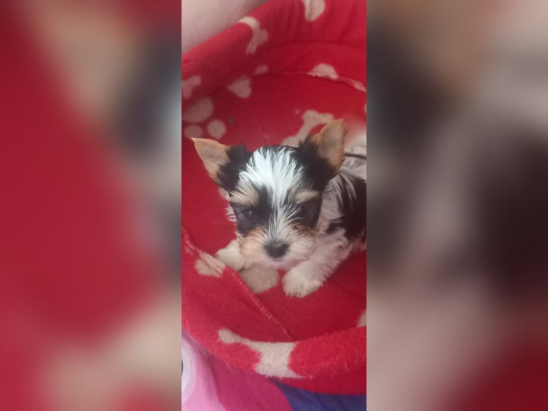 Biewer Yorkshire Terrier mit Papieren