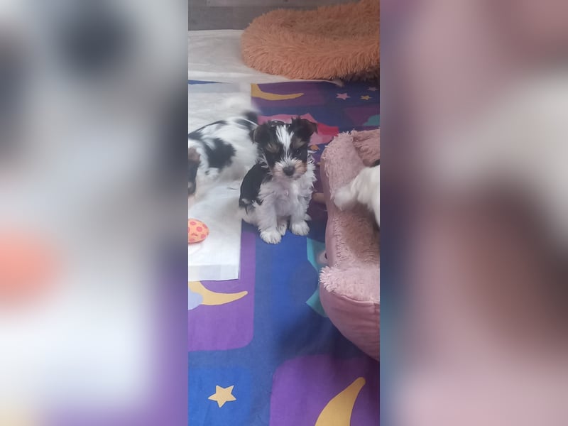 Biewer Yorkshire Terrier mit Papieren