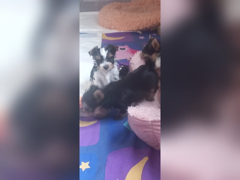 Biewer Yorkshire Terrier mit Papieren