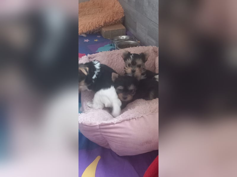Biewer Yorkshire Terrier mit Papieren