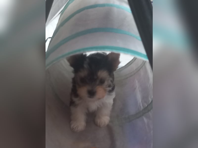 Biewer Yorkshire Terrier mit Papieren