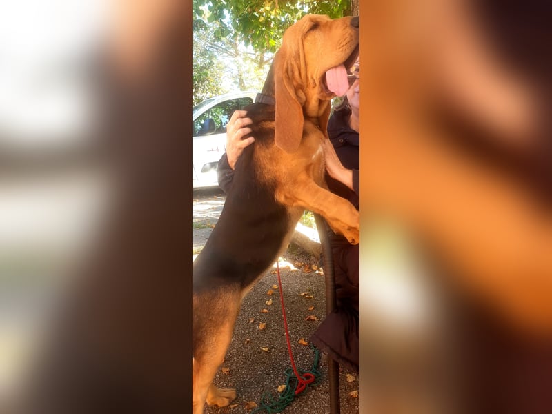 Bloodhound - Chien Saint Hubert