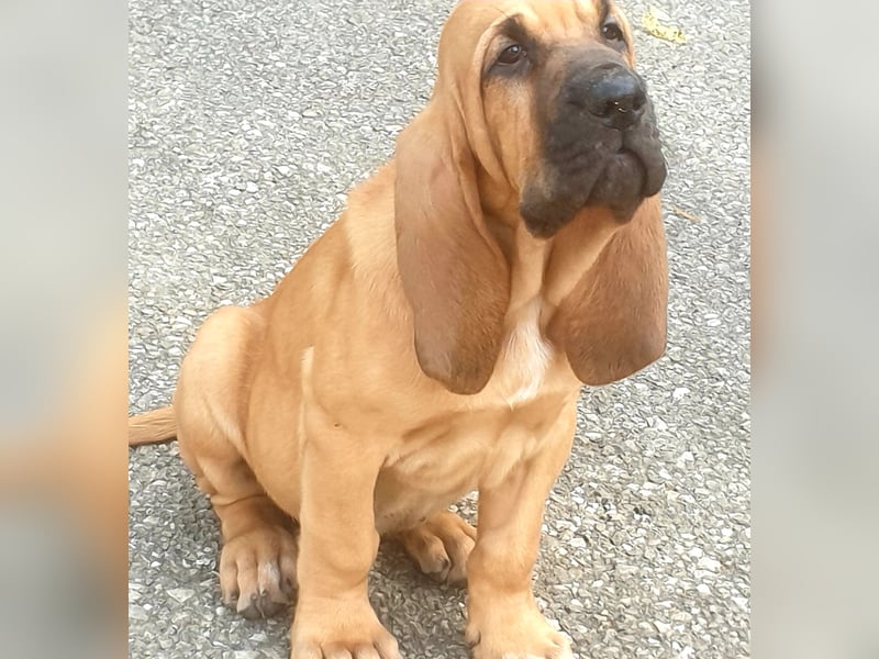 Bloodhound - Chien Saint Hubert