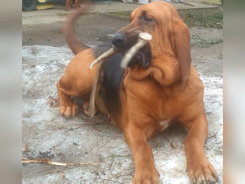 Bloodhound - Chien Saint Hubert