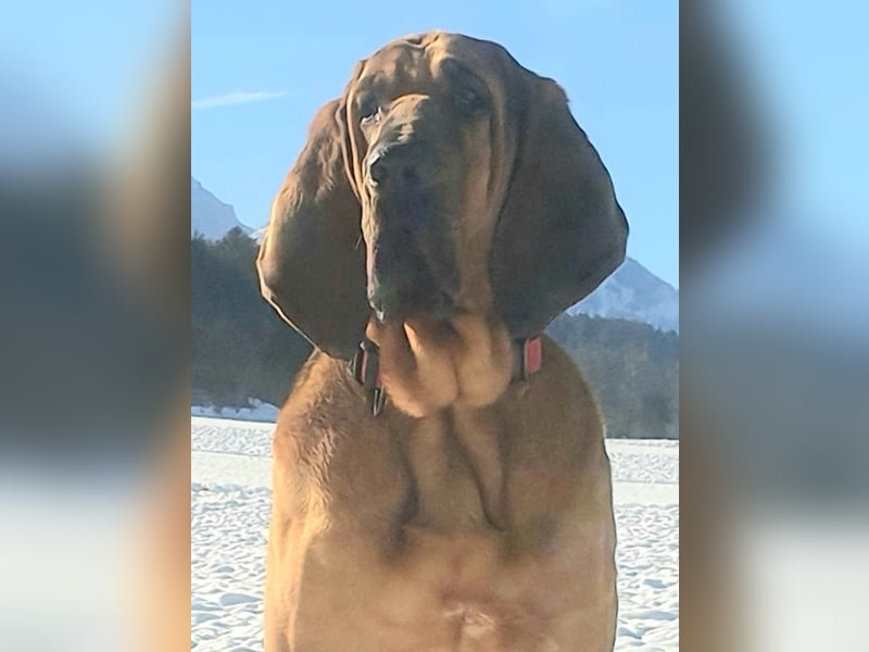 Bloodhound - Chien Saint Hubert
