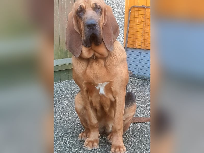 Bloodhound - Chien Saint Hubert