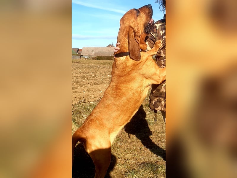 Bloodhound - Chien Saint Hubert