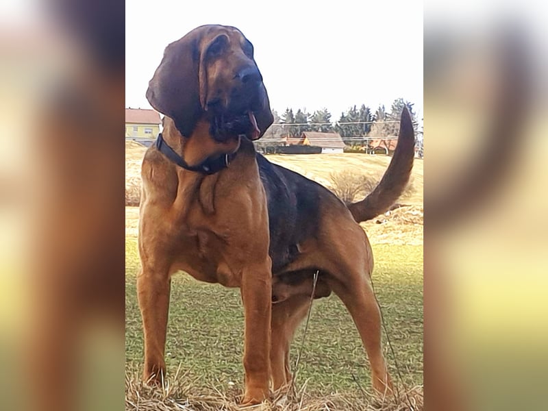 Bloodhound - Chien Saint Hubert