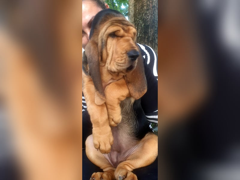 Bloodhound - Chien Saint Hubert