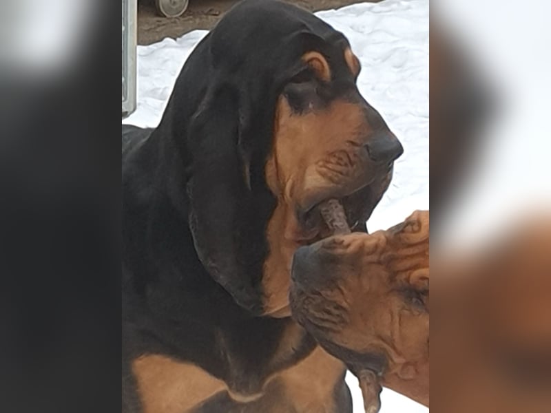 Bloodhound - Chien Saint Hubert