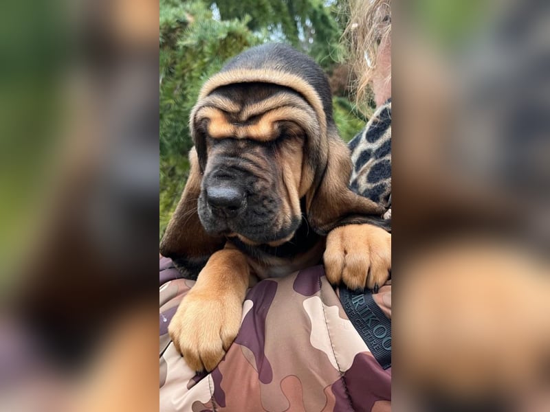 Bloodhound - Chien Saint Hubert