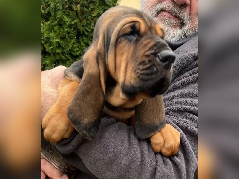 Bloodhound - Chien Saint Hubert