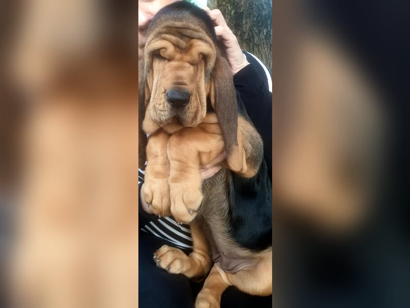 Bloodhound - Chien Saint Hubert