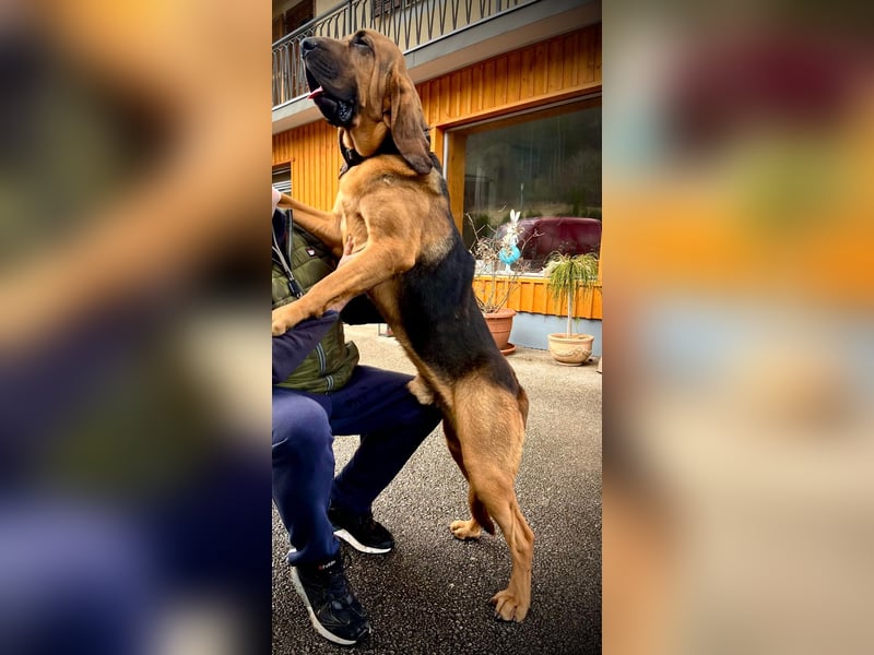 Bloodhound - Chien Saint Hubert