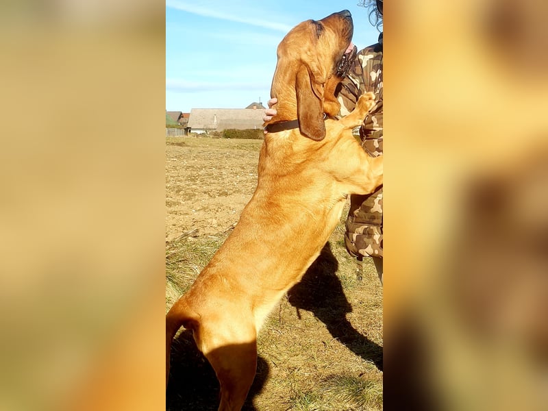 Bloodhound
