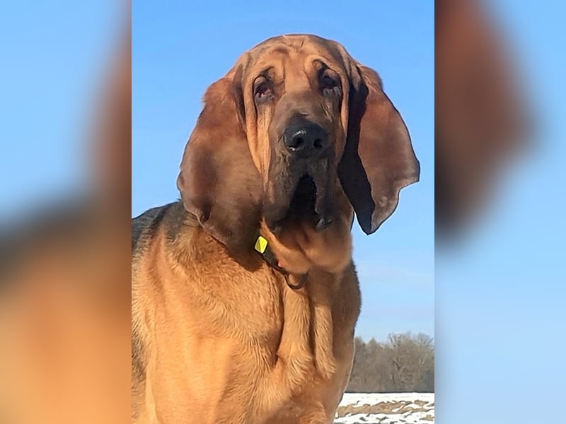 Bloodhound