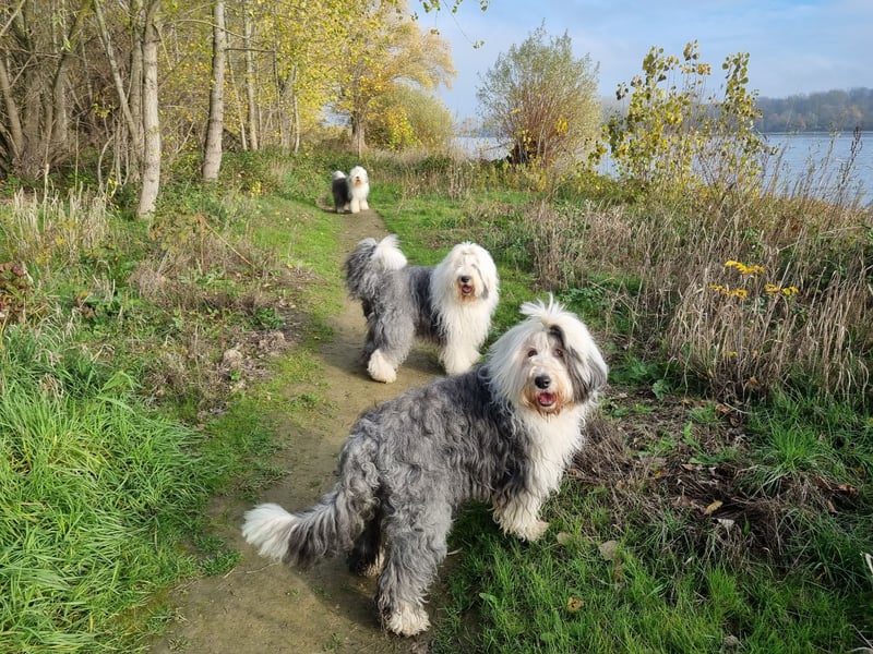 Wir erwarten Welpen......