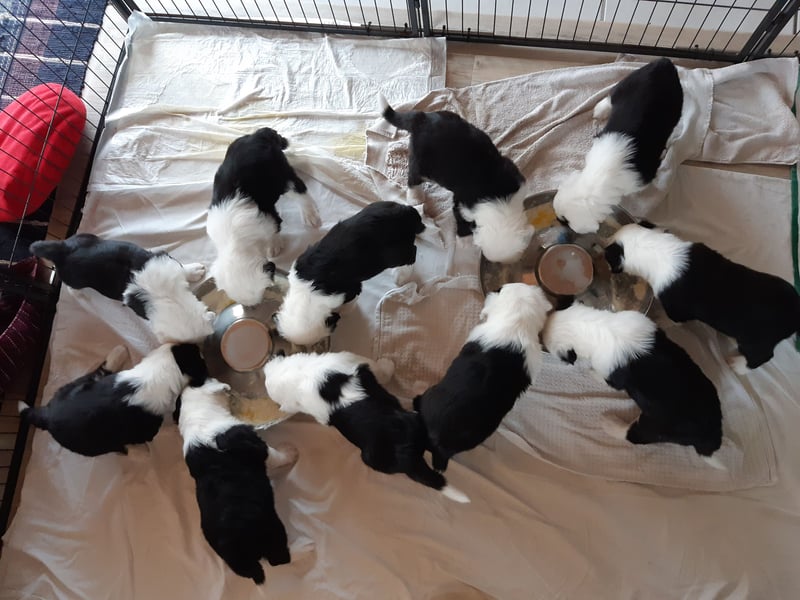 Wir erwarten Welpen......