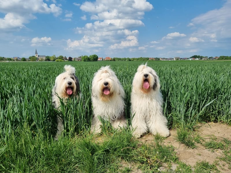 Wir erwarten Welpen......