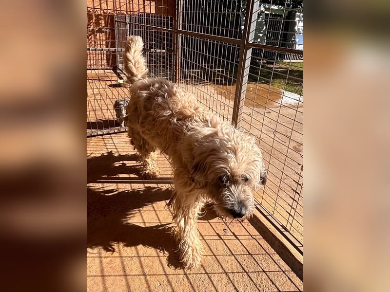 Balu, freundlicher großer Teddybär geb.17.01.2020
