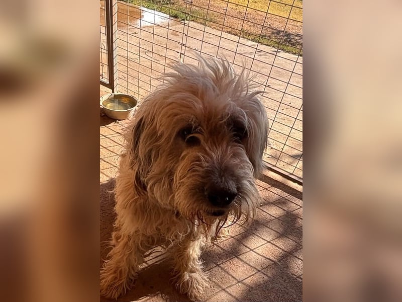 Balu, freundlicher großer Teddybär geb.17.01.2020