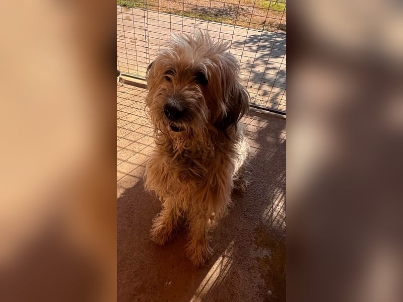 Balu, freundlicher großer Teddybär geb.17.01.2020