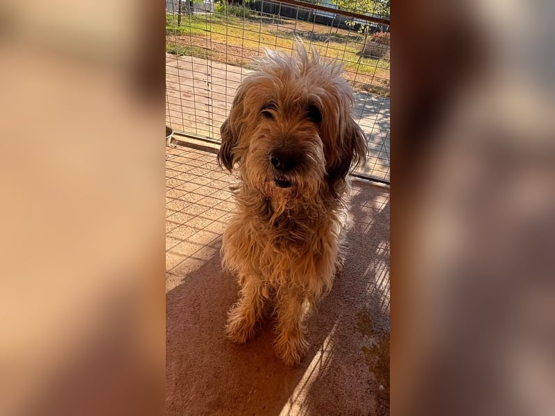 Balu, freundlicher großer Teddybär geb.17.01.2020