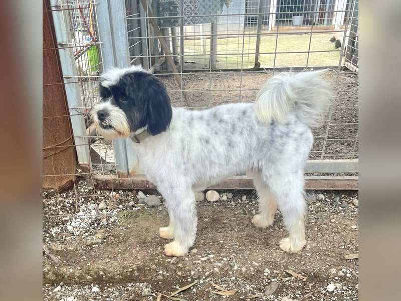 Lakis, ein echter Grieche, sucht sein Zuhause