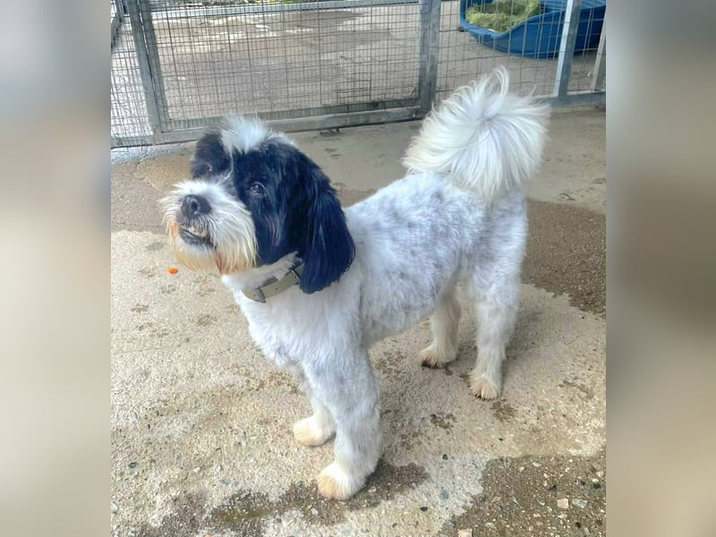 Lakis, ein echter Grieche, sucht sein Zuhause