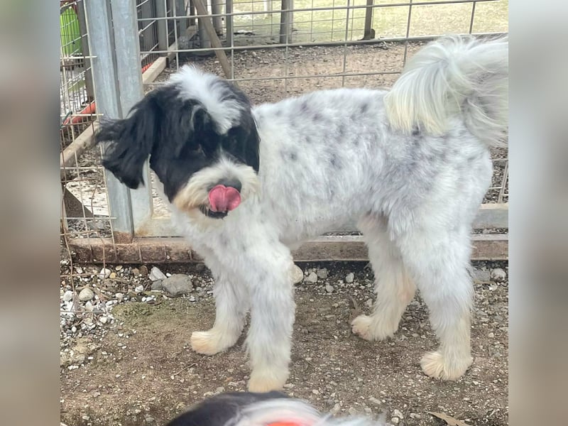 Lakis, ein echter Grieche, sucht sein Zuhause