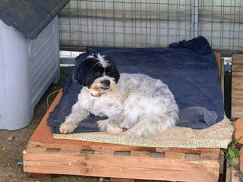 Lakis, ein echter Grieche, sucht sein Zuhause