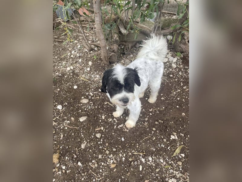 Lakis, ein echter Grieche, sucht sein Zuhause