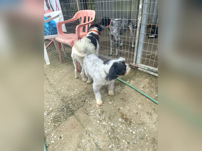 Lakis, ein echter Grieche, sucht sein Zuhause