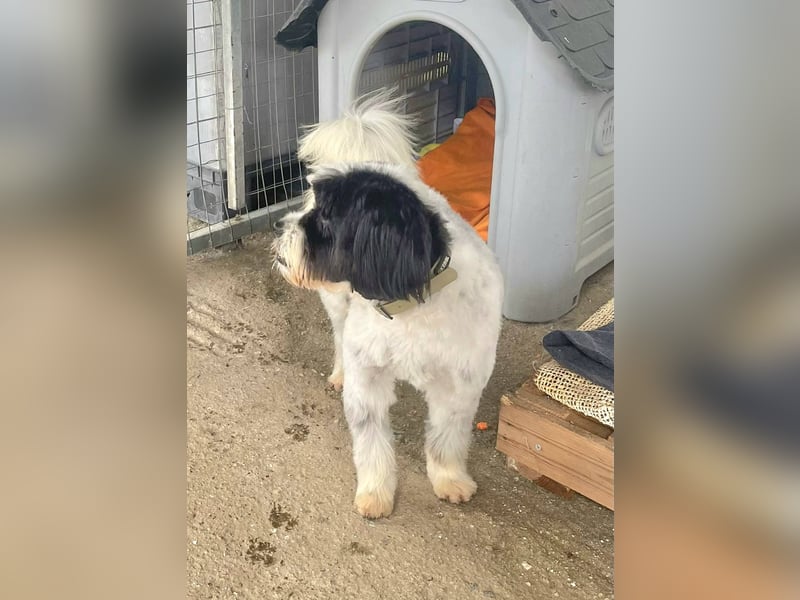 Lakis, ein echter Grieche, sucht sein Zuhause