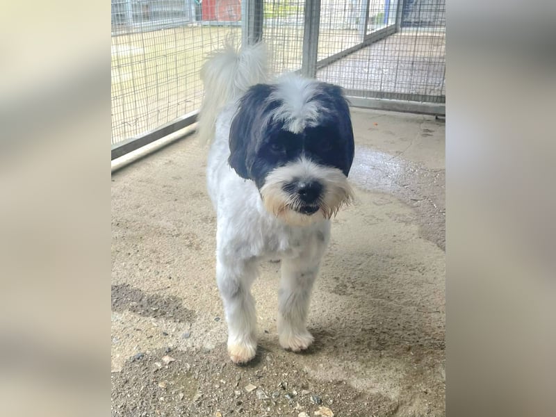 Lakis, ein echter Grieche, sucht sein Zuhause