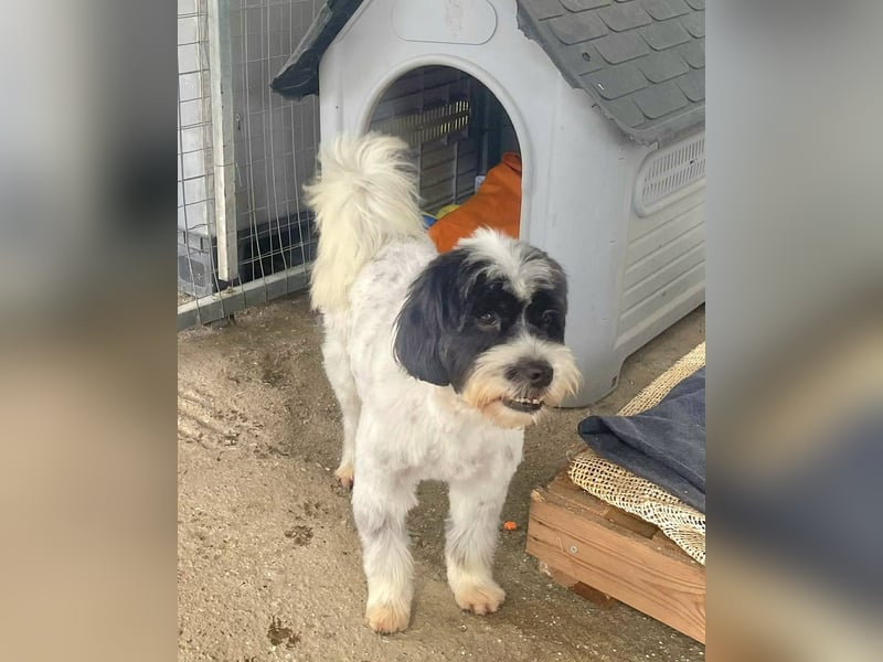 Lakis, ein echter Grieche, sucht sein Zuhause