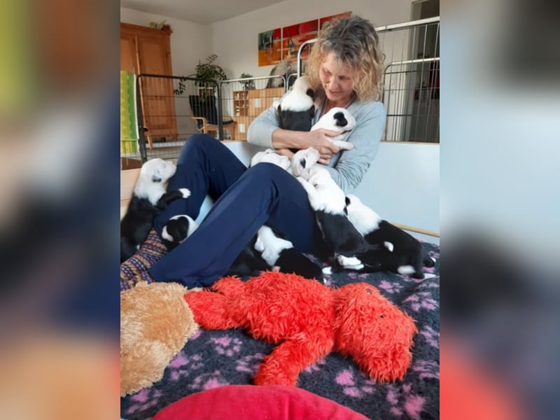 Wir planen einen Wurf für 2026