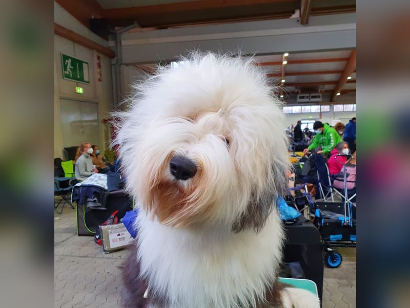 Unsere Welpen sind geboren .....