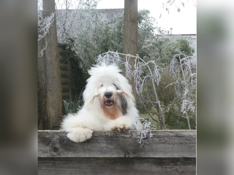 Wir planen einen Wurf für 2026