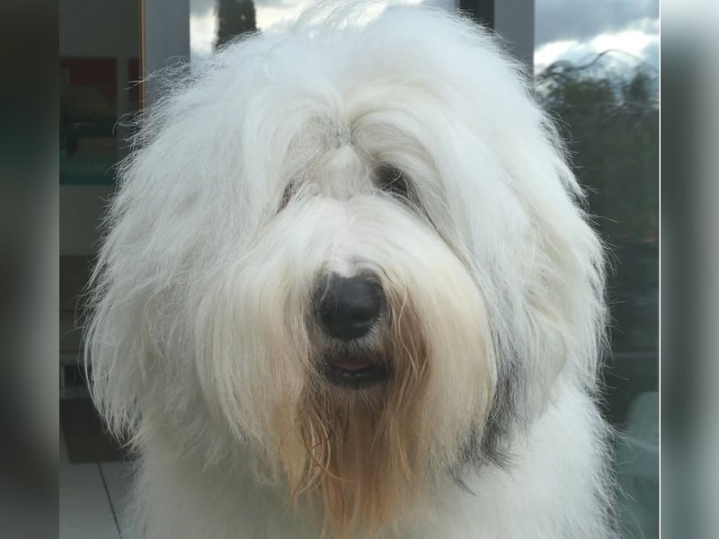 Unsere Welpen sind geboren .....