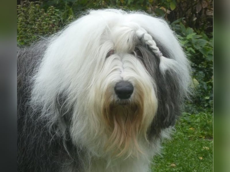 Wir planen einen Wurf für 2026