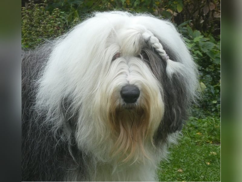 Unsere Welpen sind geboren .....