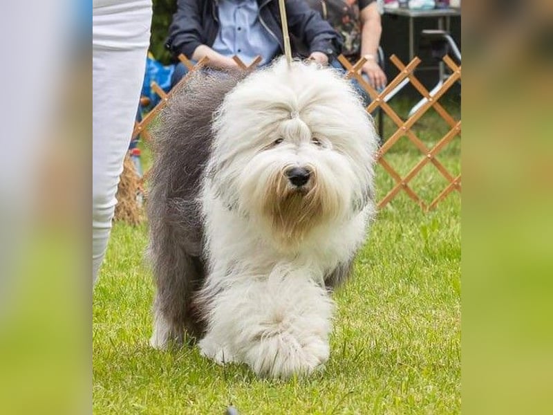 Unsere Welpen sind geboren .....