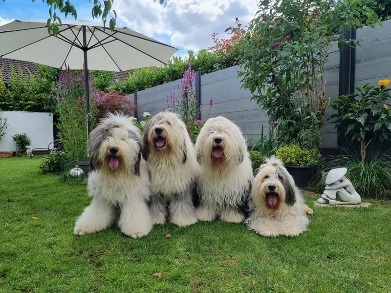 Unsere Welpen sind geboren .....