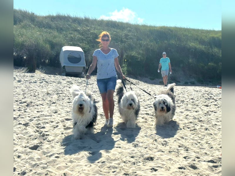 Unsere Welpen sind geboren .....