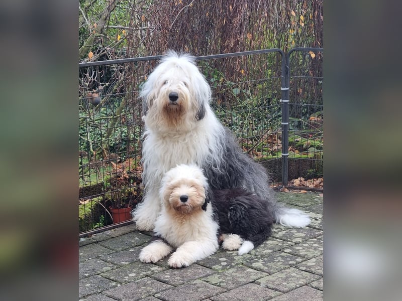 Wir planen einen Wurf für 2026