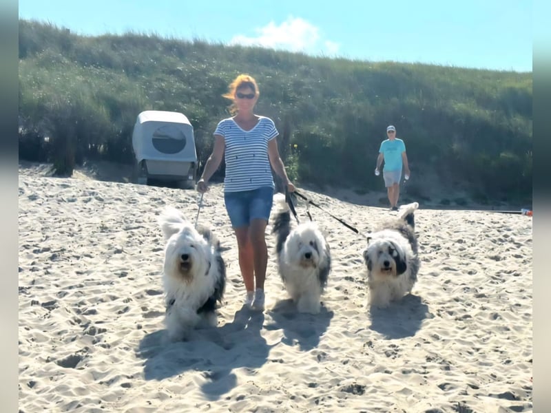 Wir planen einen Wurf für 2026