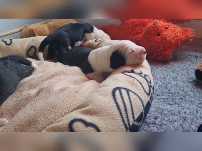 Unsere Welpen sind geboren .....